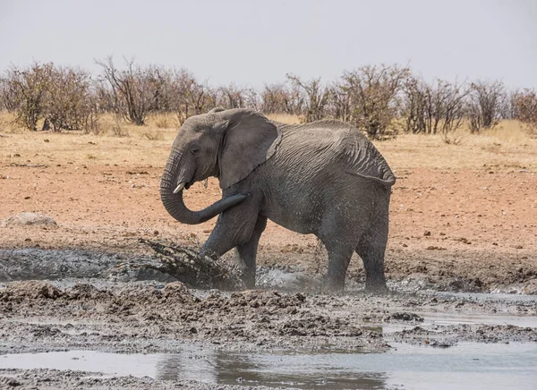 Afrika Namibya savana bir sulama delik bir çamur banyosunda zevk fil