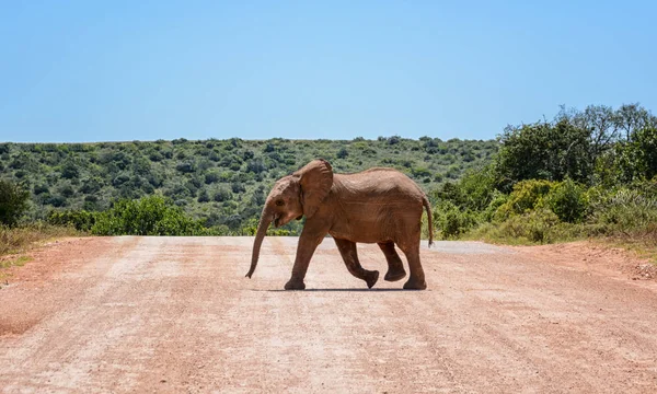 Bir bebek fil bir yol Güney Afrika'da geçiş