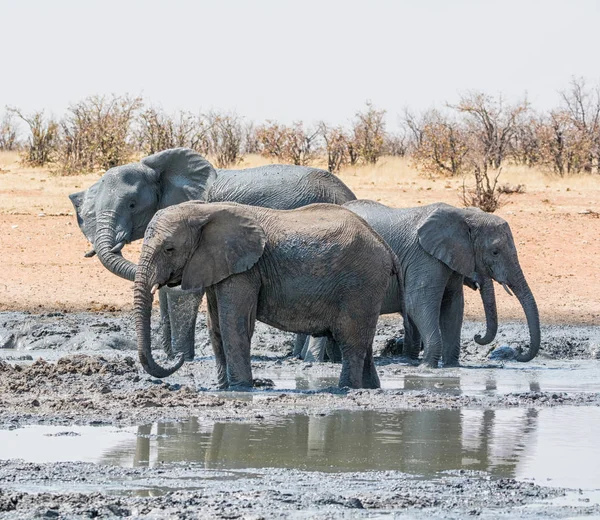 Afrika Namibya bir sulama delik, çamur banyo filler