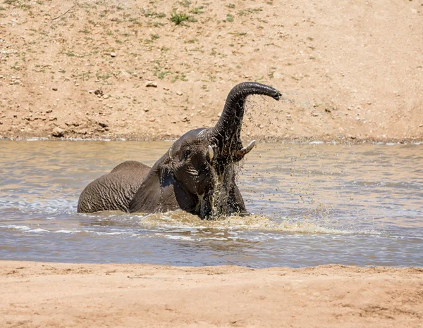 Ενός Αφρικανικού Ελέφαντα Έχοντας Μια Βουτιά Μια Καυτή Ημέρα Μια — Φωτογραφία Αρχείου