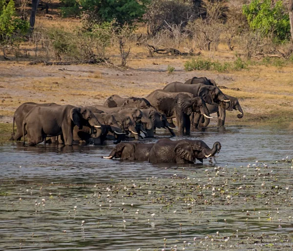 Flock Afrikanska Elefanter Dricker Och Simma Flod Capriviremsan Namibia — Stockfoto