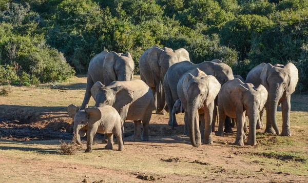 아기와 아프리카 코끼리 — 스톡 사진