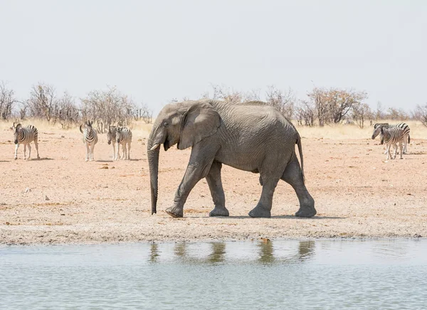 Yalnız Afrika Fili Ile Namibya Savana Yürüyüş — Stok fotoğraf