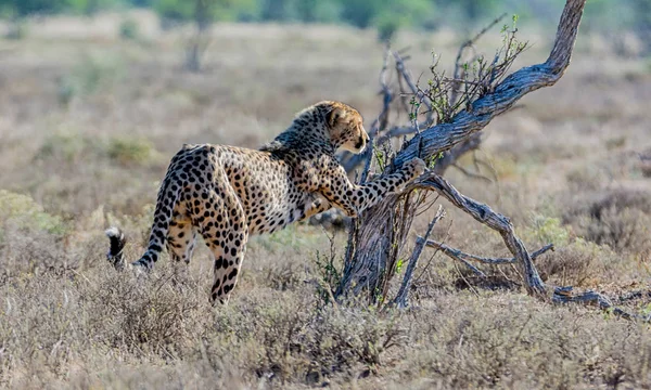 在南部非洲大草原上使用一棵树作为划伤柱的幼年猎豹 — 图库照片