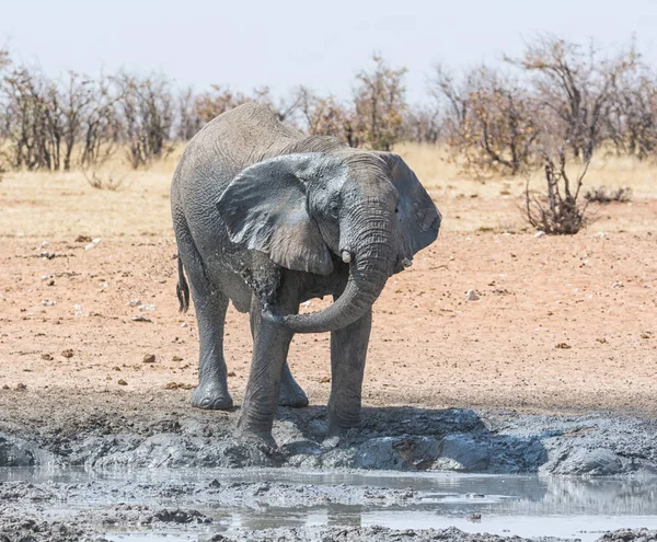 African Elephant Taking Mud Bath Watering Hole Namibia — Stock Photo, Image