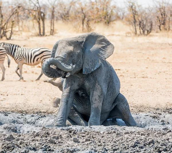 Giovane Elefante Africano Che Gode Bagno Fango Nella Savana Namibiana — Foto Stock