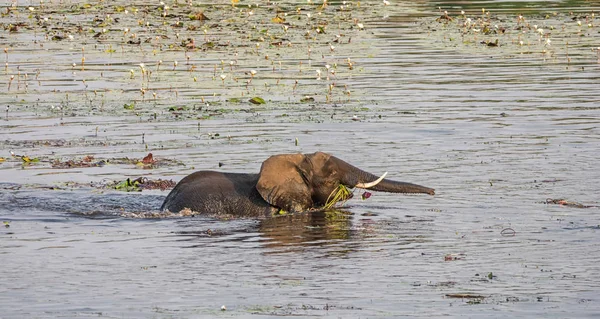 Elefant Sprader Tilbake Til Bredden Elv Med Munn Full Vannliljer – stockfoto