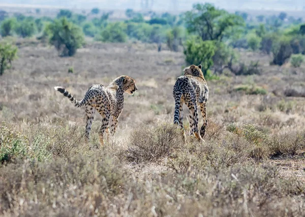 Par Cheetahs Juvenis Savana África Austral — Fotografia de Stock
