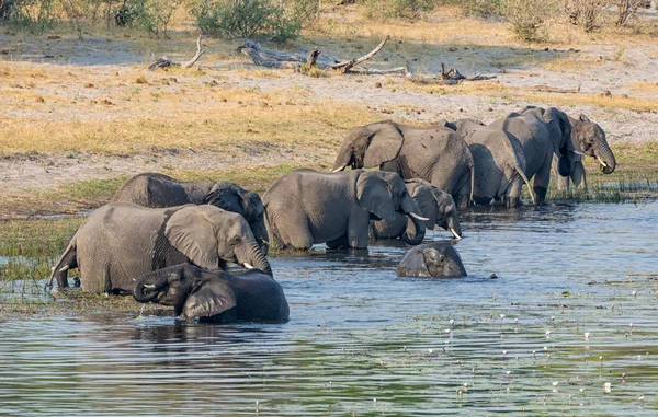 Een Kudde Van Afrikaanse Olifanten Drinken Zwemmen Een Rivier Caprivistrook — Stockfoto