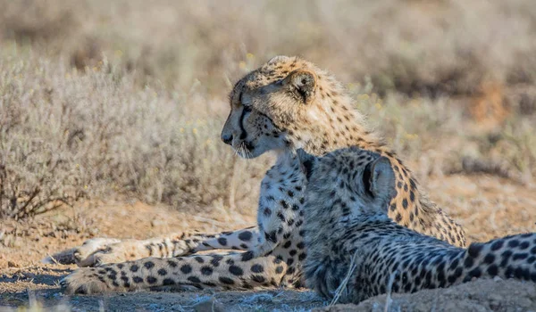 Par Cheetahs Juvenis Savana África Austral — Fotografia de Stock
