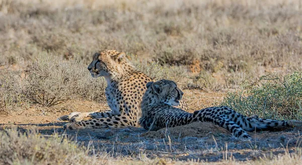 Par Cheetahs Juvenis Savana África Austral — Fotografia de Stock