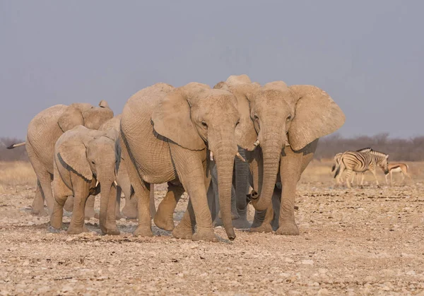 Bir üreme sürüsü Afrika Namibya savana yürüyüş