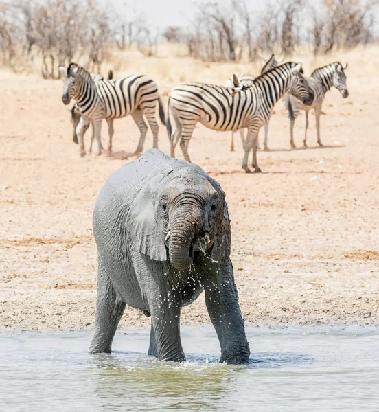 Ung Afrikansk Elefant Tager Mudbad Namibisk Savanna - Stock-foto