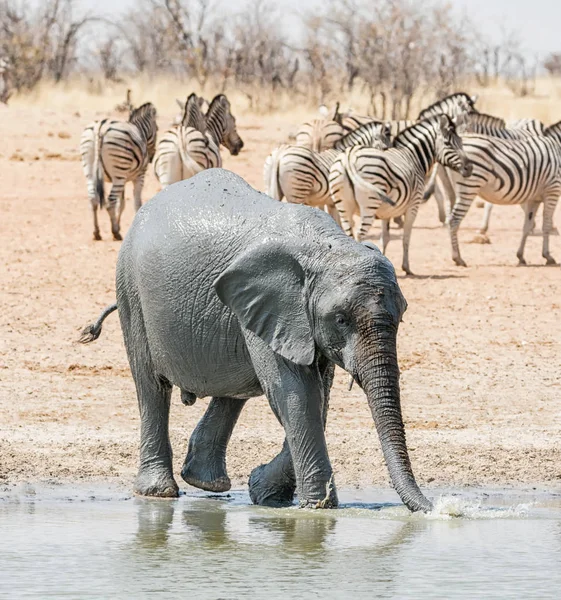 stock image A juvenile African Elephant taking a mudbath in Namibian savanna
