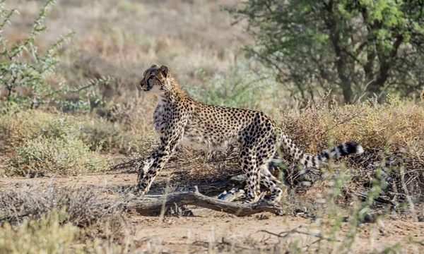 Ein Jugendlicher Gepard Der Südafrikanischen Savanne — Stockfoto