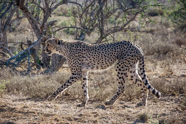 Uma Chita Juvenil Savana África Austral — Fotografia de Stock