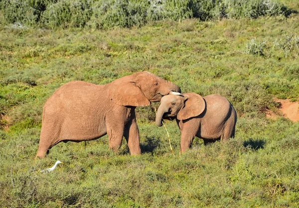 Güney Afrika savana bir sopa ile oynarken iki genç filler