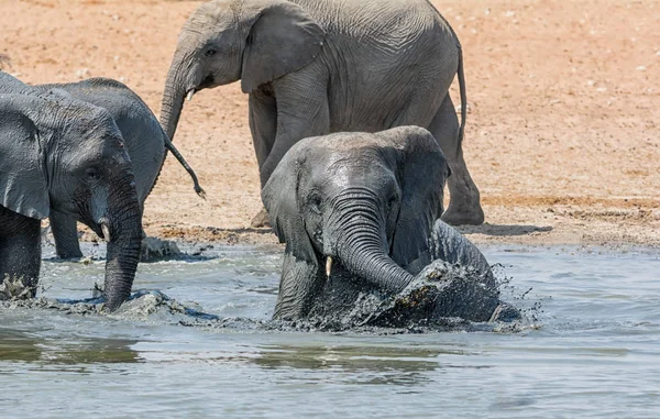 Afričtí Sloni Bahenní Koupeli Zalévání Díry Namibii — Stock fotografie