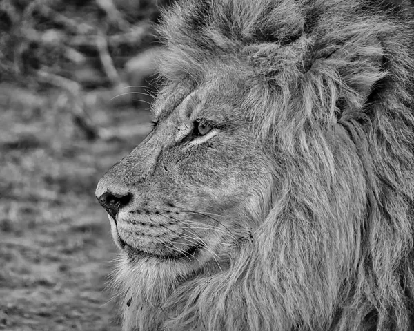 Retrato Leão Macho Adulto África Austral — Fotografia de Stock