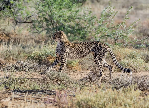 Güney Afrika savana bir çocuk Çita