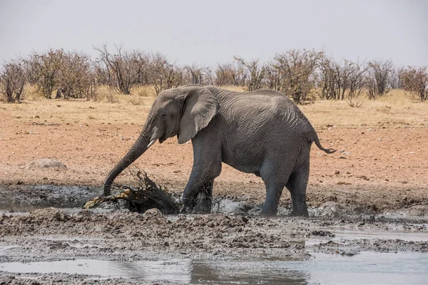 An African Elephant enjoying a mud bath in a watering hole in Namibian savanna