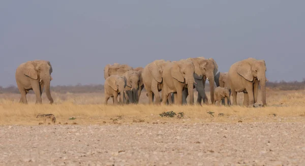 Una Manada Elefantes Africanos Caminando Por Sabana Namibia — Foto de Stock