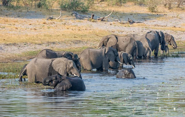 A herd of African Elephants drinking at and swimming in a river in the Caprivi Strip, Namibia