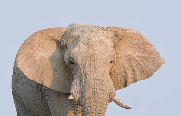 A close portrait of an African elephant\'s face