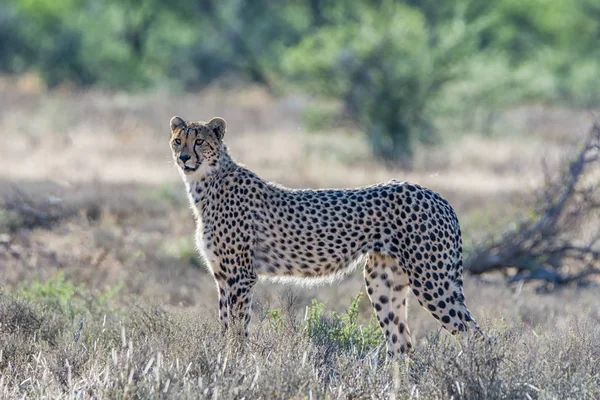 Güney Afrika savana bir çocuk Çita