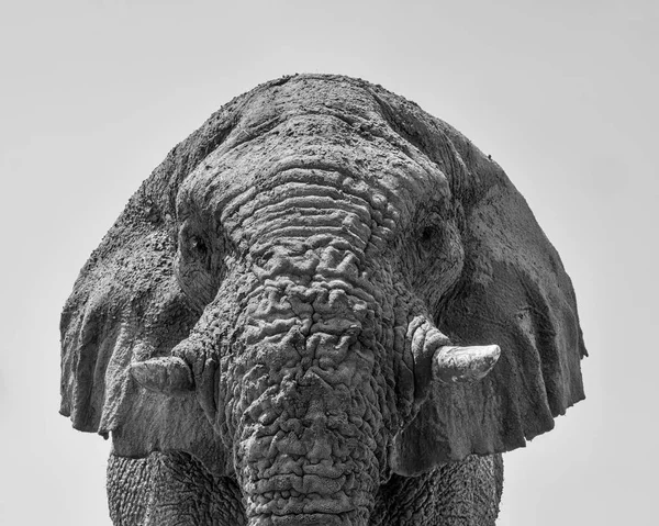 一头大象公牛的单色特写肖像 — 图库照片