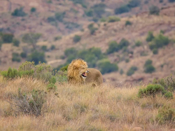 Leone Maschio Ruggisce Nella Savana Dell Africa Meridionale — Foto Stock