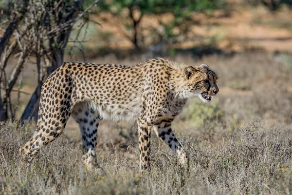 Juvenilní Gepard Jižní Africké Savany — Stock fotografie