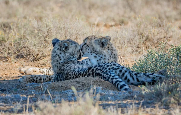 A pair of juvenile Cheetahs in Southern African savanna