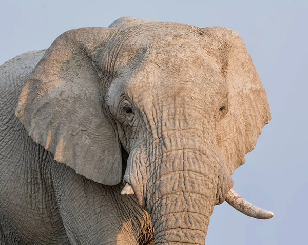 一张非洲大象脸的特写肖像 — 图库照片