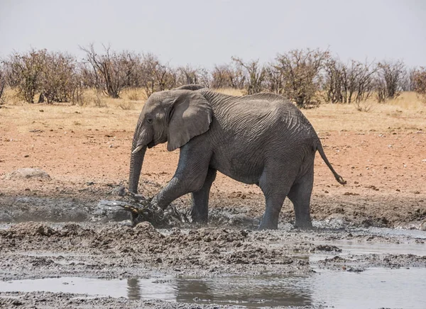 African Elephant Enjoying Mud Bath Watering Hole Namibian Savanna — Stock Photo, Image