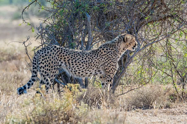Güney Afrika savana bir çocuk Çita