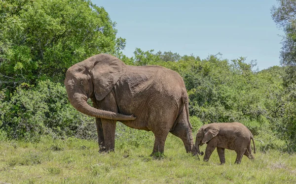 Matka Africký Slon Zastaví Nechat Její Tele Udržet Při Chůzi — Stock fotografie