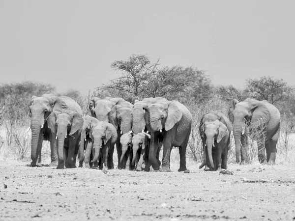 Una Manada Elefantes Africanos Caminando Por Sabana Namibia — Foto de Stock