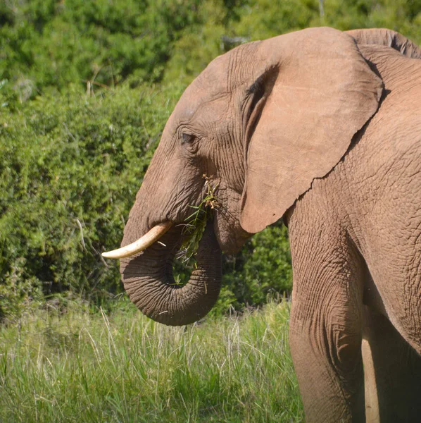 Ein Afrikanischer Elefant Isst — Stockfoto