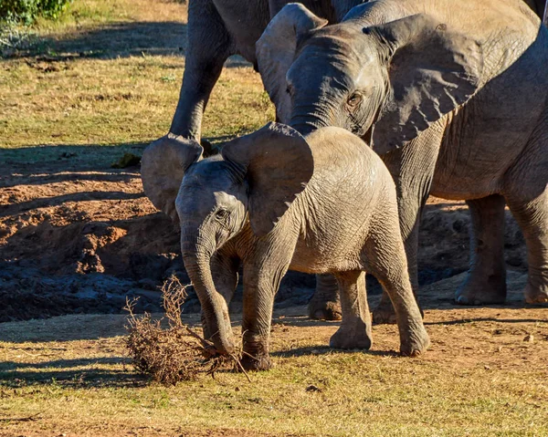 Dítě Slon Hraje Uschlým Keřem Jižní Africké Savany — Stock fotografie
