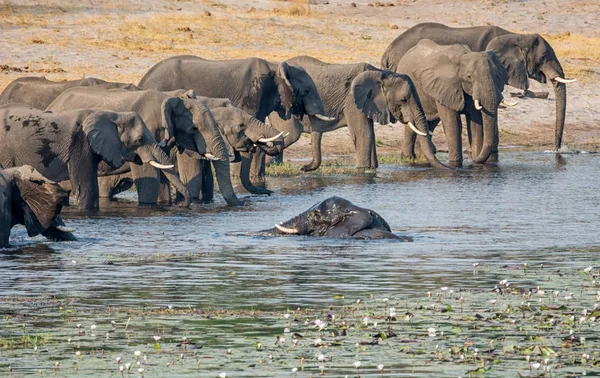 Ένα Κοπάδι Των Ελεφάντων Πίνοντας Στο Και Κολυμπώντας Ένα Ποτάμι — Φωτογραφία Αρχείου