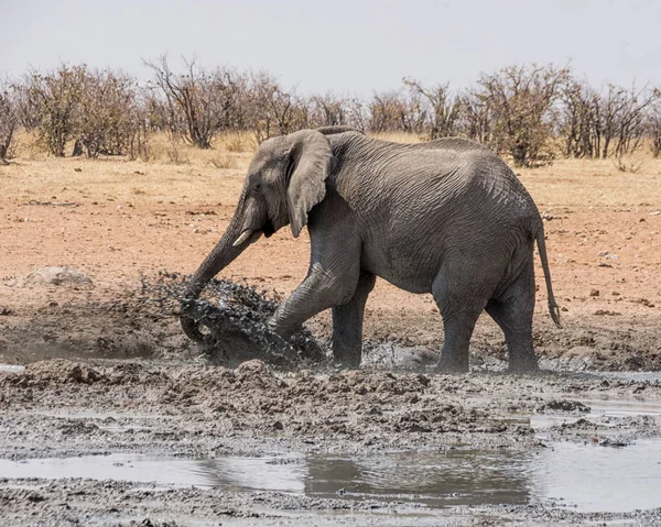 Ενός Αφρικανικού Ελέφαντα Απολαμβάνοντας Ένα Λασπόλουτρο Μια Τρύπα Πότισμα Στη — Φωτογραφία Αρχείου