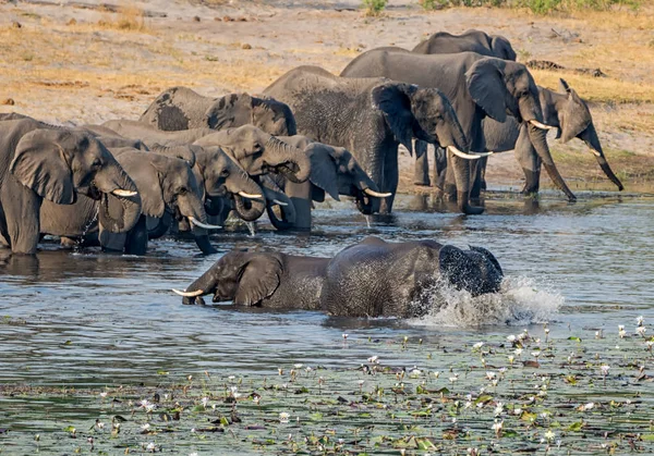 Una Manada Elefantes Africanos Llega Río Para Beber Refrescarse Franja —  Fotos de Stock