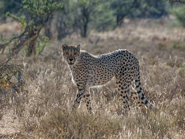 Egy Fiatal Gepárd Dél Afrikai Szavanna — Stock Fotó