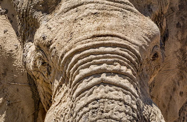 Close-up detail of an African Elephant face