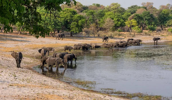 Una Manada Elefantes Africanos Llega Río Para Beber Refrescarse Franja — Foto de Stock