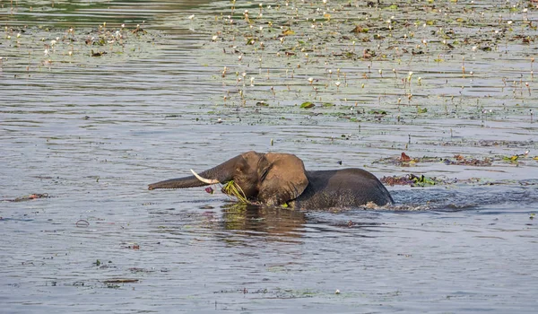 Elefant Sprader Tilbake Til Bredden Elv Med Munn Full Vannliljer – stockfoto