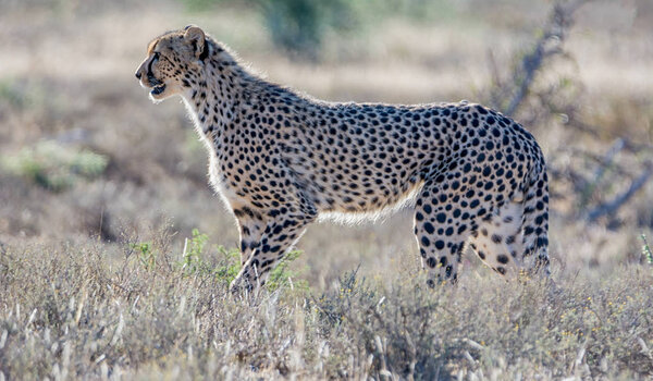 A juvenile Cheetah in Southern African savanna