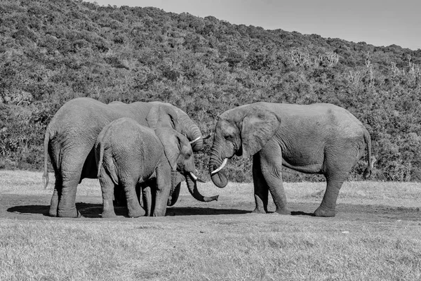 African Elephants meeting at a watering hole in Southern Africa