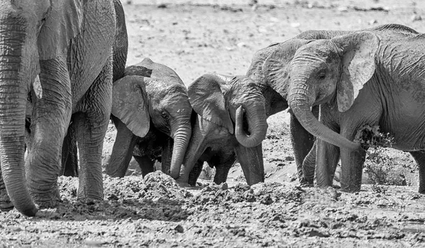 Elefantes Africanos Tomando Baño Barro Abrevadero Namibia — Foto de Stock